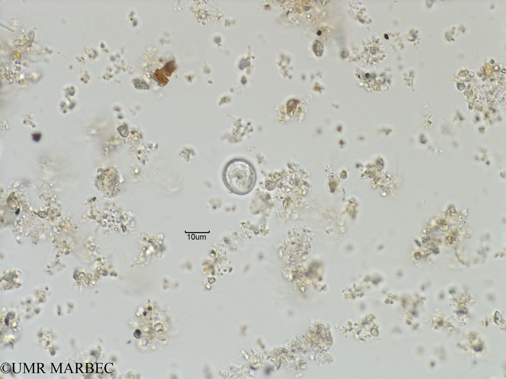 phyto/Bizerte/bizerte_bay/RISCO November 2015/Mesoporos perforatus (Baie_T1C-Mesoporos-4)(copy).jpg